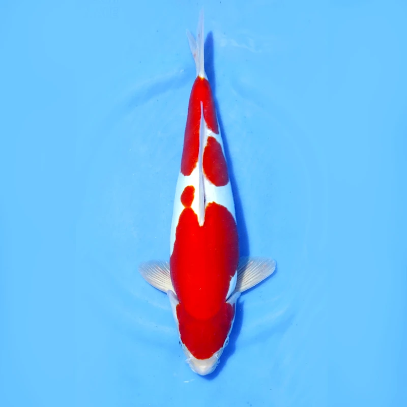 Kohaku 