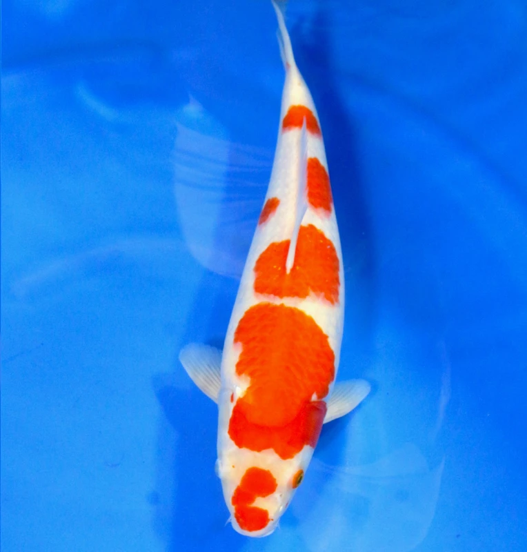 Kohaku