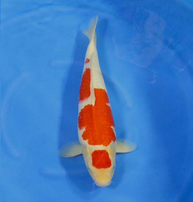 Kohaku