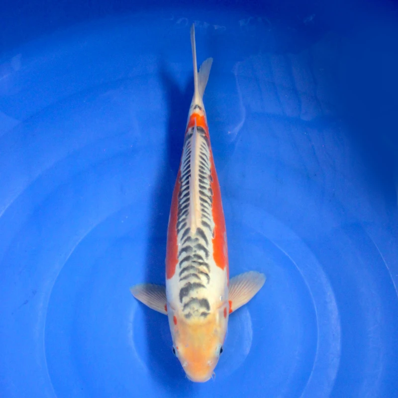 Shusui