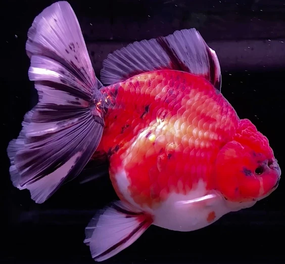 Shogun Calico