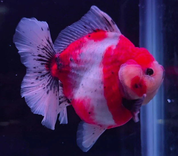 Shogun Calico