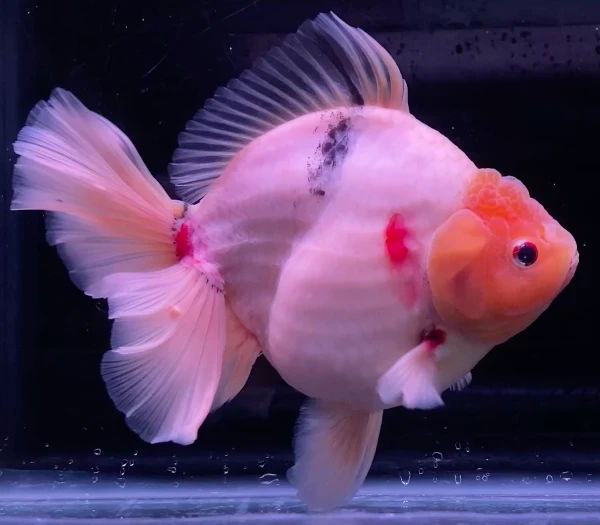 Shogun Calico