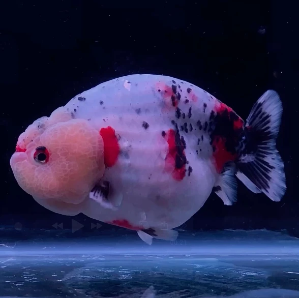 Ranchu Calico