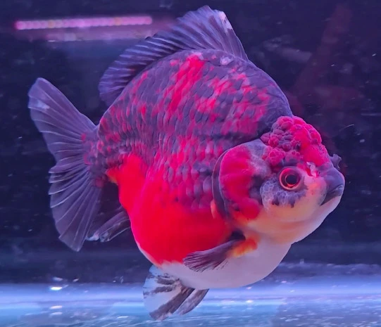 Shogun Tiger