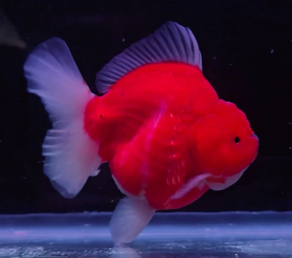 Shogun Red