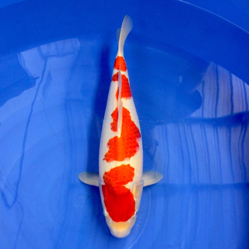 Yondan kohaku