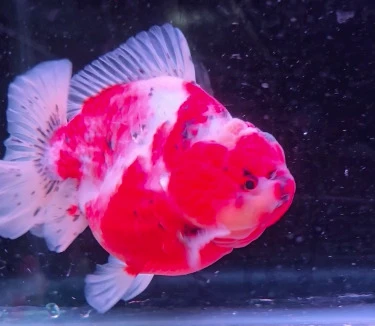 Shogun Calico