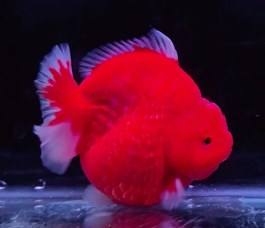 Godzilla Red