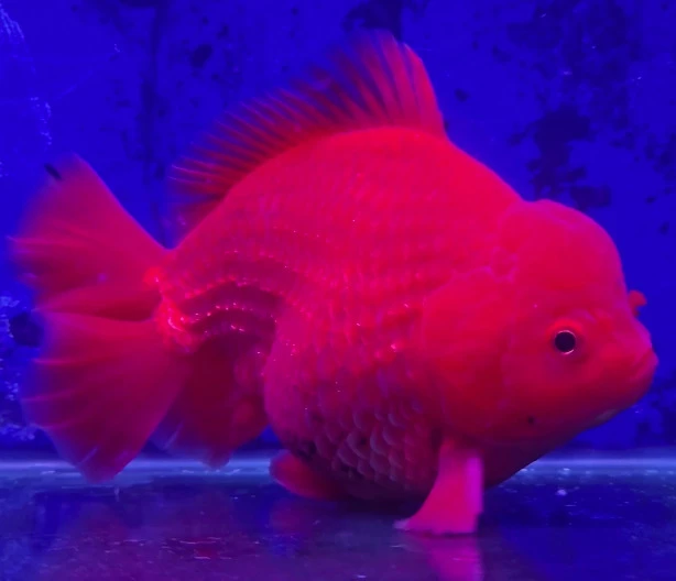 Godzilla Red