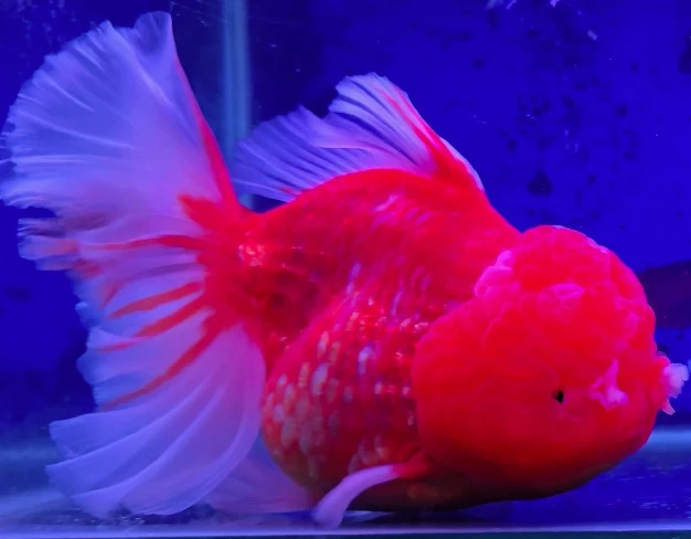 Lion head Red Broad Tail