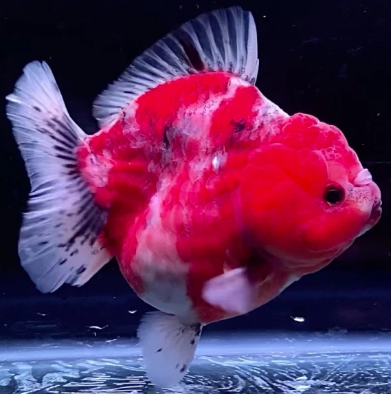 Shogun Calico