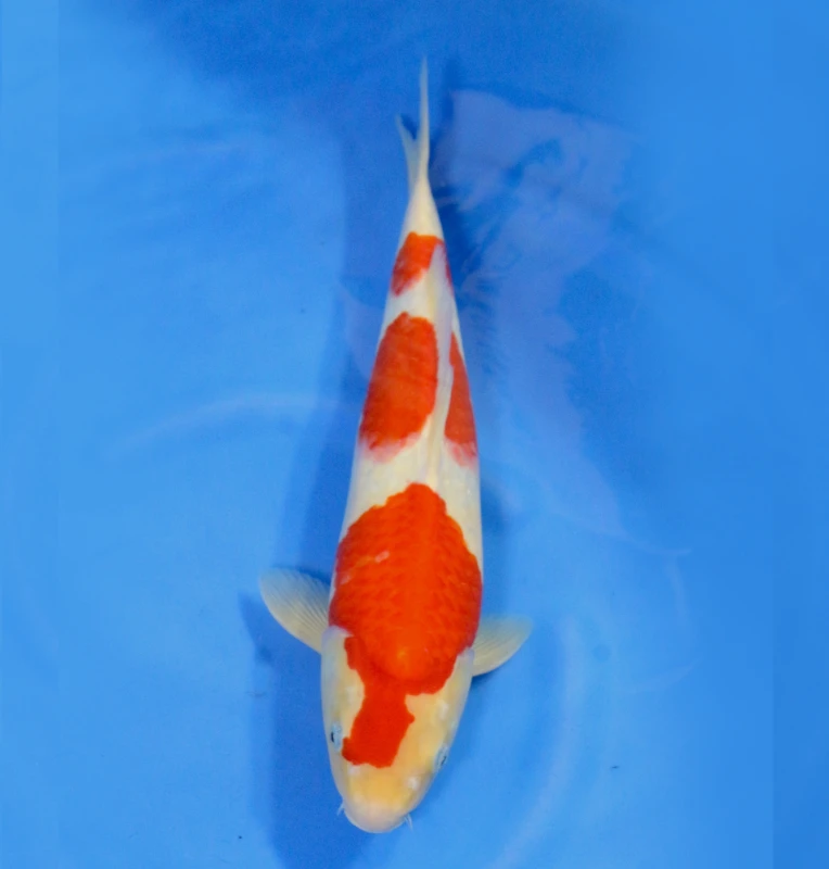 Kohaku