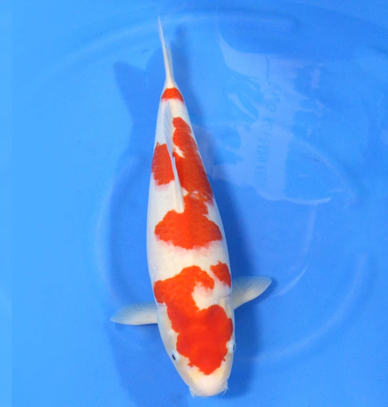 Kohaku