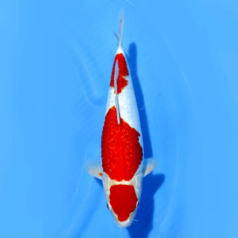 Maruten Kohaku Gin Rin