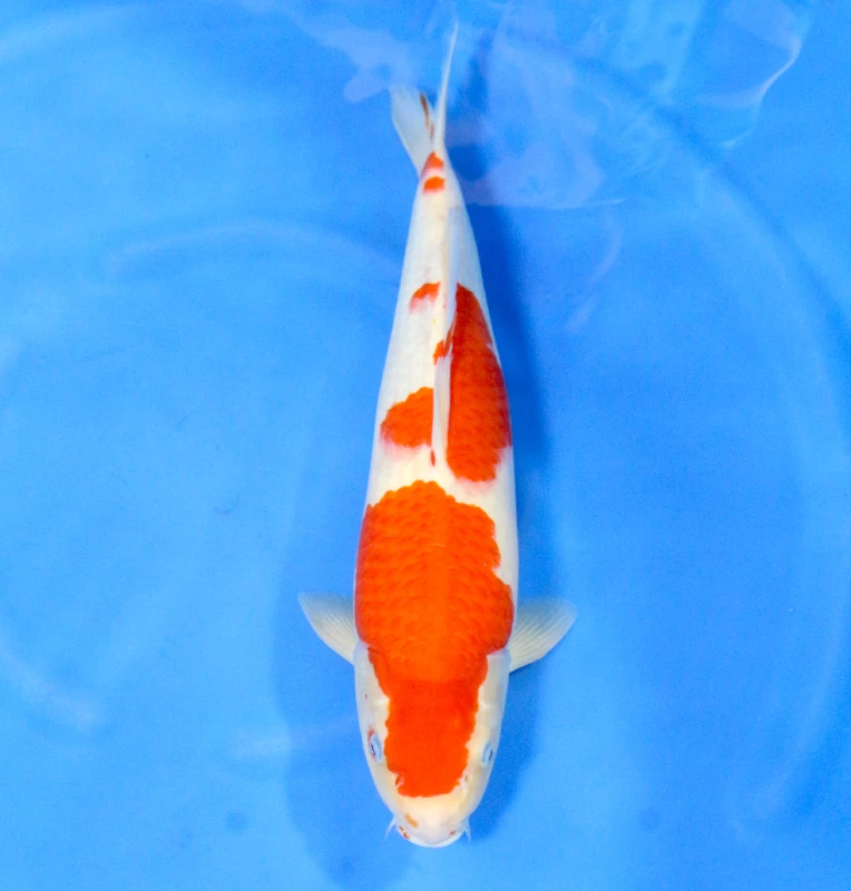 Kohaku