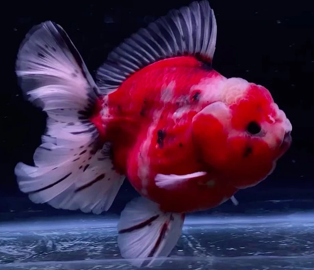 Shogun Calico